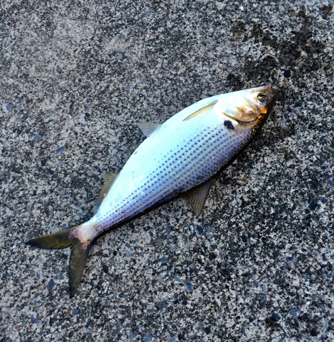 コノシロの釣果