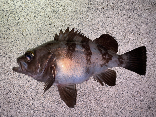 メバルの釣果