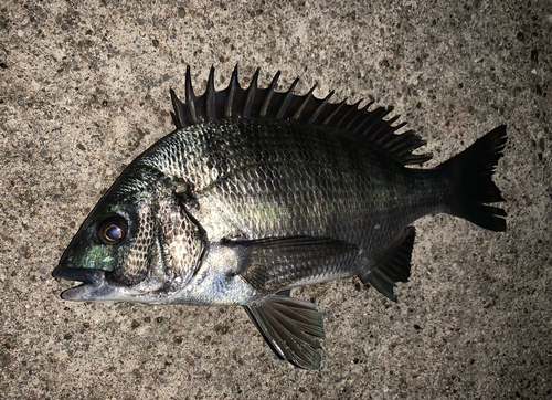 チヌの釣果