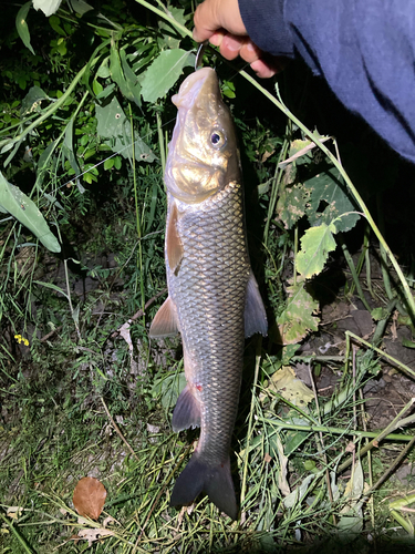 ニゴイの釣果