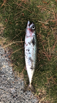 サバの釣果