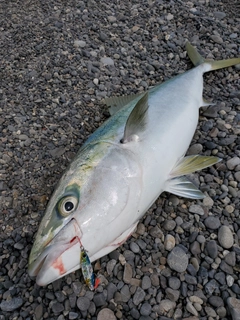 ブリの釣果