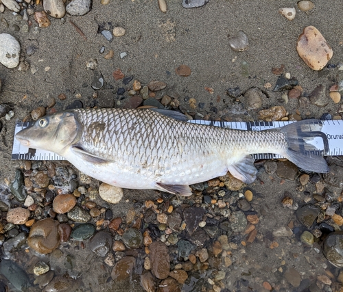 ニゴイの釣果