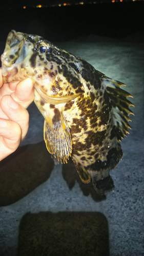 タケノコメバルの釣果