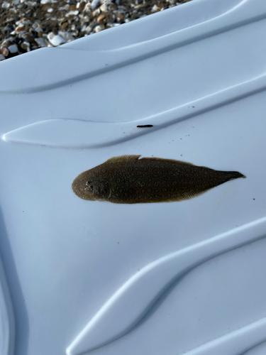 シタビラメの釣果