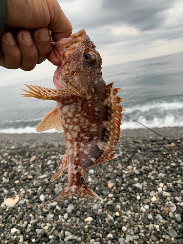 ガシラの釣果