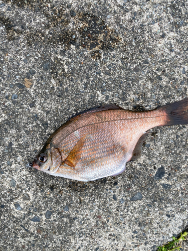 ウミタナゴの釣果