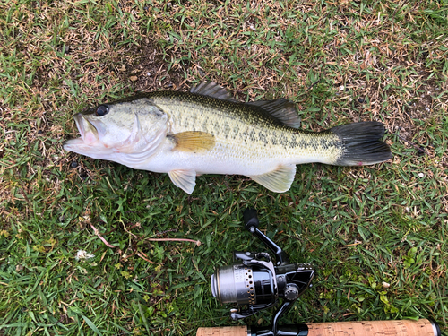 ブラックバスの釣果