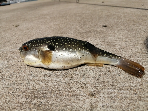 クサフグの釣果