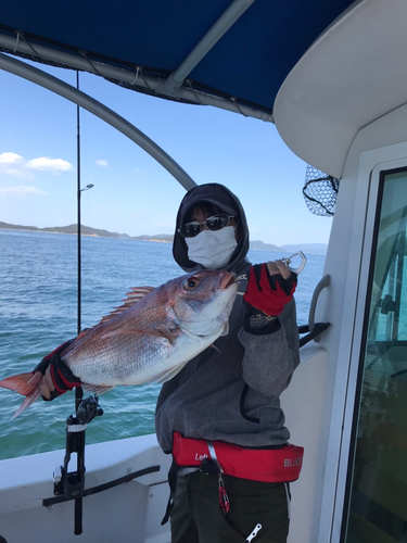 マダイの釣果