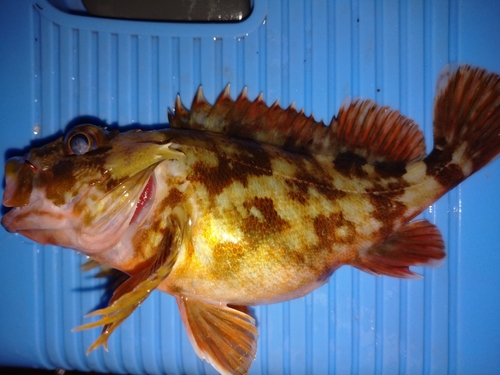 タケノコメバルの釣果