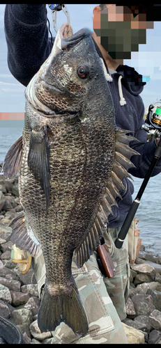 クロダイの釣果