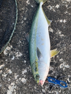 イナダの釣果