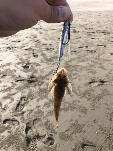 マゴチの釣果