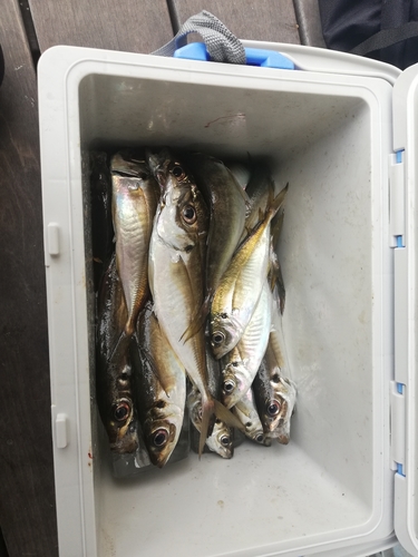 アジの釣果