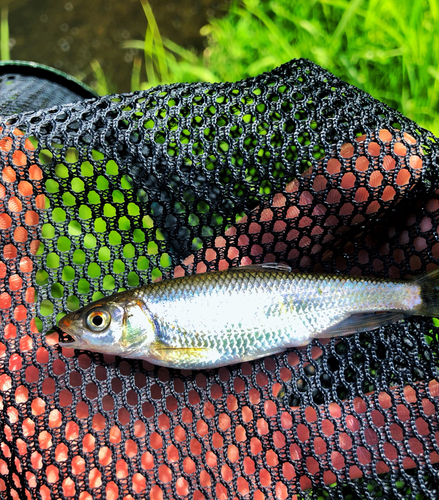 カワムツの釣果