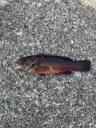 コブダイの釣果