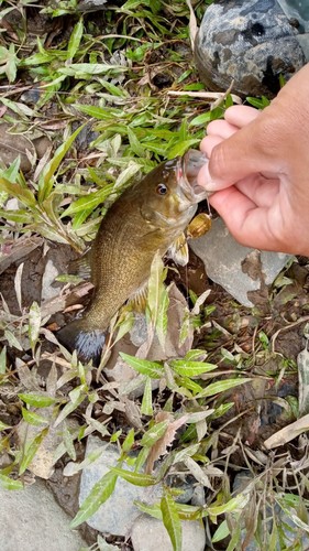 スモールマウスバスの釣果