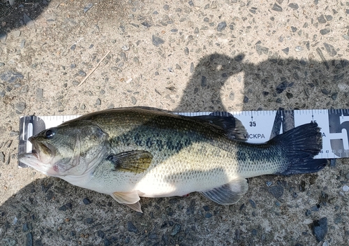 ブラックバスの釣果