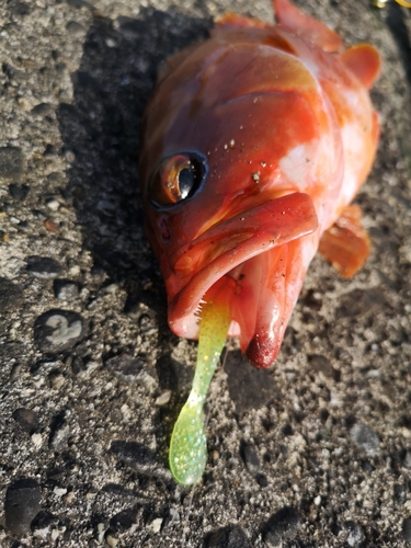 アカハタの釣果