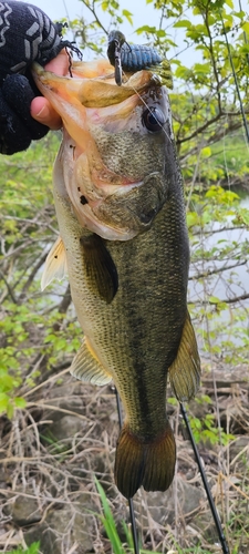 ラージマウスバスの釣果