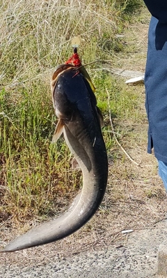 ナマズの釣果