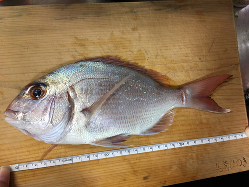 マダイの釣果