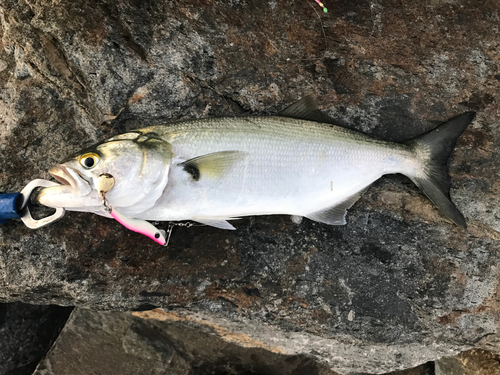 アミキリの釣果