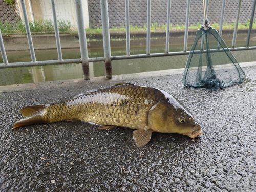 コイの釣果