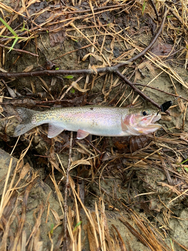 ニジマスの釣果