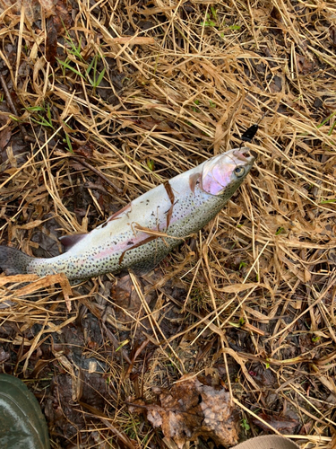 ニジマスの釣果