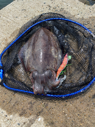 コウイカの釣果