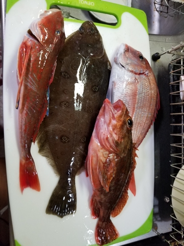 アマダイの釣果