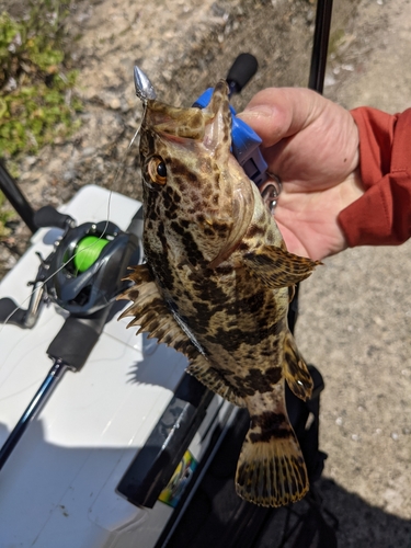 タケノコメバルの釣果