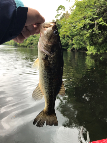 ラージマウスバスの釣果