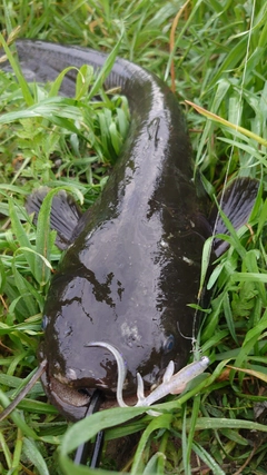 ナマズの釣果