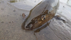 ニゴイの釣果