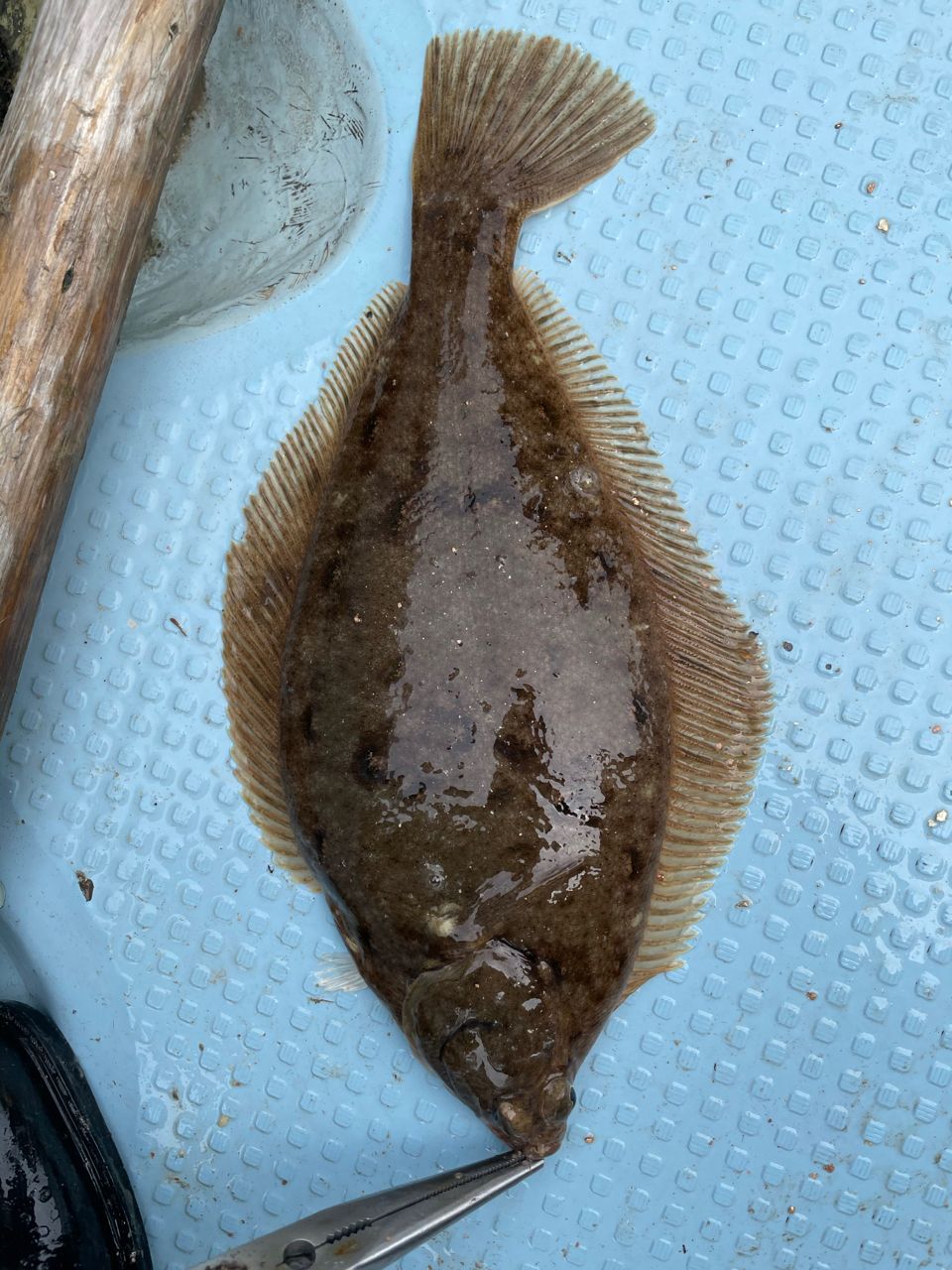カレイ