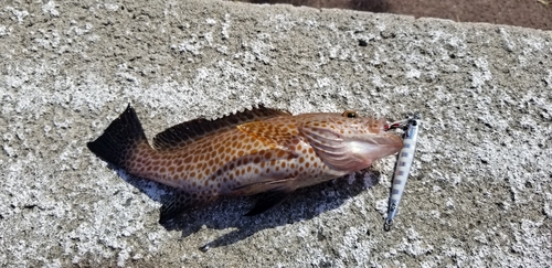 オオモンハタの釣果