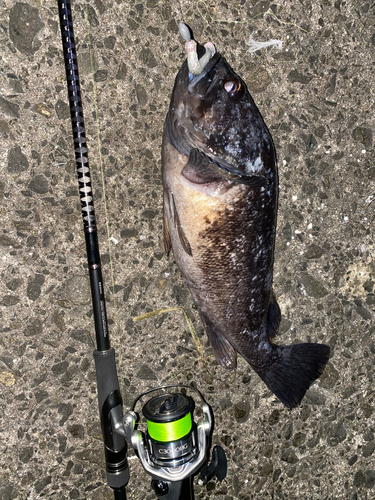 クロソイの釣果