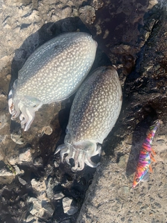 シリヤケイカの釣果