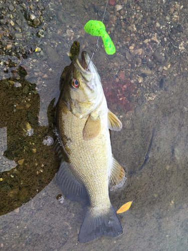 スモールマウスバスの釣果