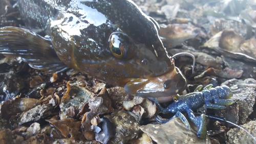 クロソイの釣果