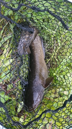 ナマズの釣果