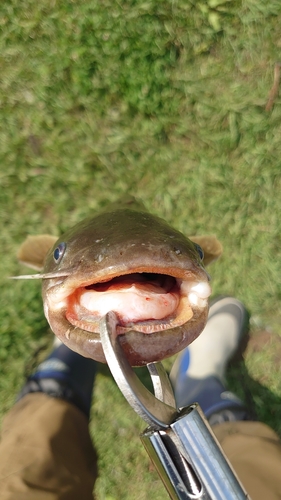 ナマズの釣果