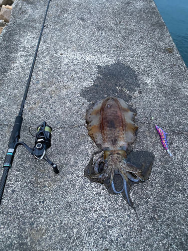 アオリイカの釣果