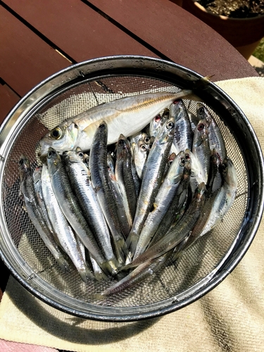 カタクチイワシの釣果