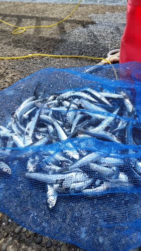 カタクチイワシの釣果