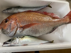 マダイの釣果