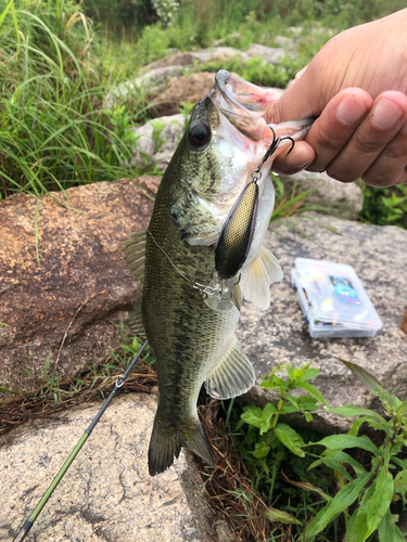 ブラックバスの釣果